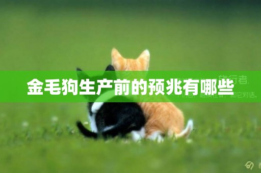 金毛狗生產前的預兆有哪些