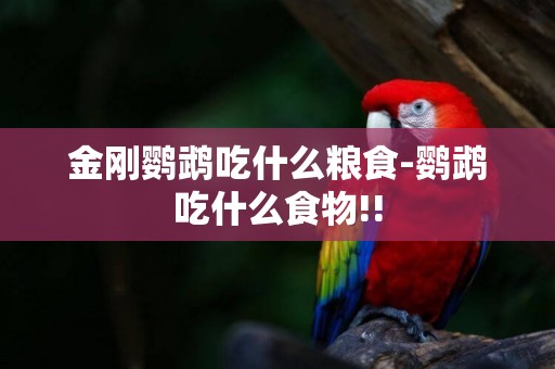 金剛鸚鵡吃什么糧食-鸚鵡吃什么食物!!