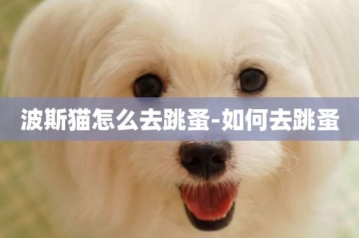 波斯貓怎么去跳蚤-如何去跳蚤