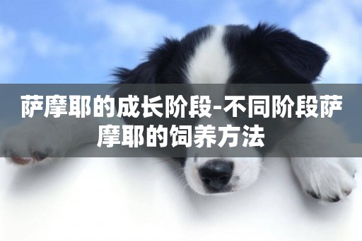 薩摩耶的成長階段-不同階段薩摩耶的飼養方法