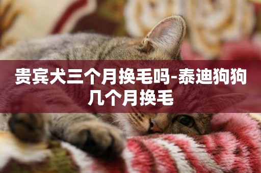 貴賓犬三個月換毛嗎-泰迪狗狗幾個月換毛