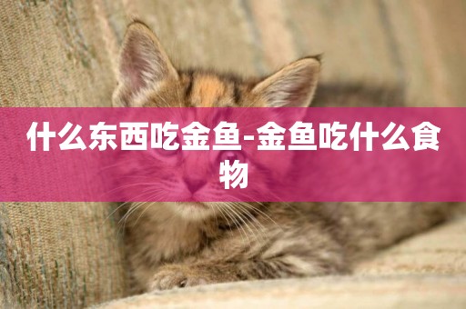 什么東西吃金魚-金魚吃什么食物