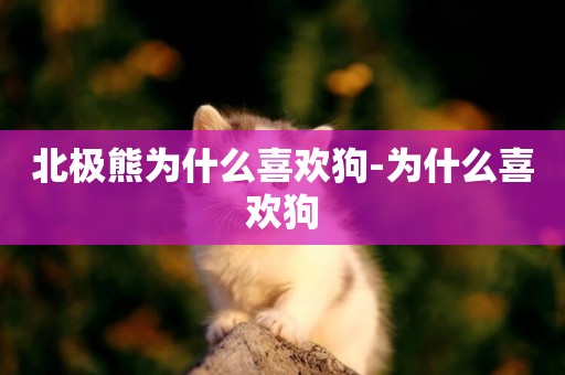 北極熊為什么喜歡狗-為什么喜歡狗