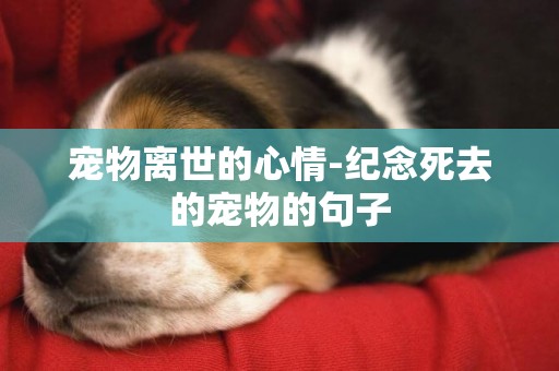 寵物離世的心情-紀念死去的寵物的句子