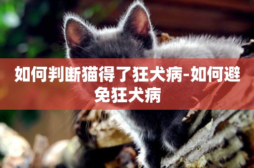 如何判斷貓得了狂犬病-如何避免狂犬病