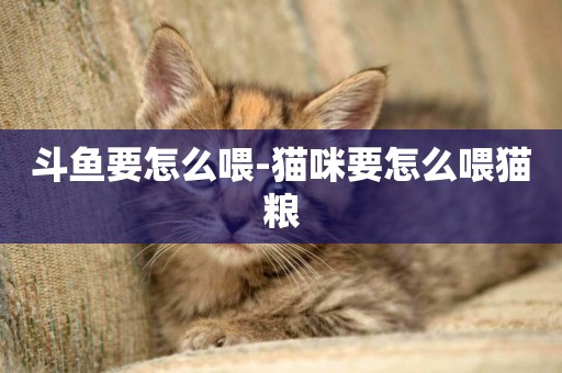 斗魚要怎么喂-貓咪要怎么喂貓糧