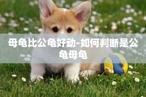 母龜比公龜好動-如何判斷是公龜母龜