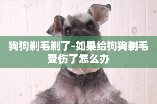 狗狗剃毛剃了-如果給狗狗剃毛受傷了怎么辦