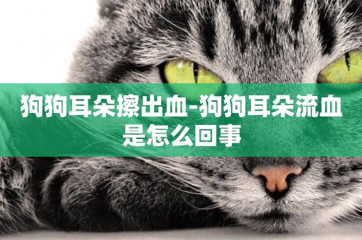 狗狗耳朵擦出血-狗狗耳朵流血是怎么回事