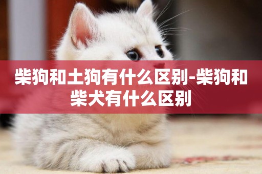 柴狗和土狗有什么區別-柴狗和柴犬有什么區別