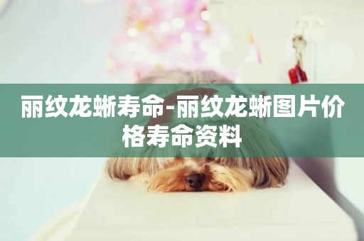麗紋龍蜥壽命-麗紋龍蜥圖片價格壽命資料