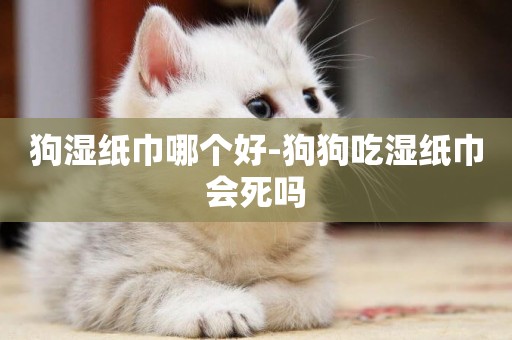 狗濕紙巾哪個好-狗狗吃濕紙巾會死嗎