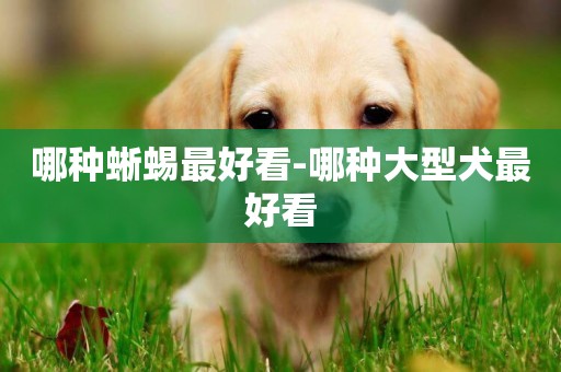哪種蜥蜴最好看-哪種大型犬最好看