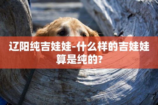 遼陽純吉娃娃-什么樣的吉娃娃算是純的?