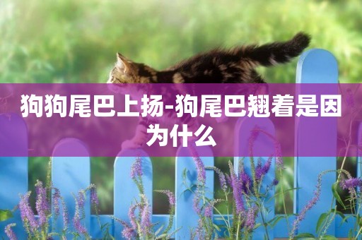 狗狗尾巴上揚-狗尾巴翹著是因為什么