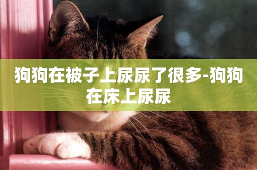 狗狗在被子上尿尿了很多-狗狗在床上尿尿