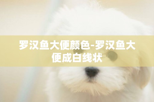 羅漢魚大便顏色-羅漢魚大便成白線狀