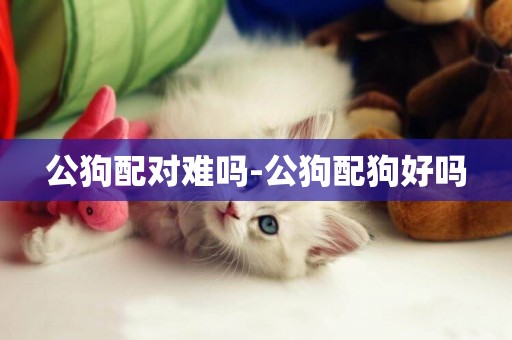 公狗配對難嗎-公狗配狗好嗎