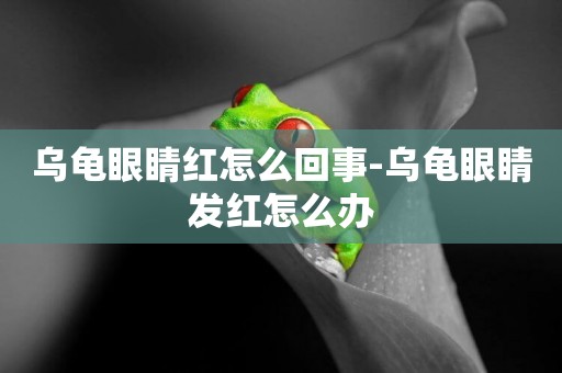 烏龜眼睛紅怎么回事-烏龜眼睛發紅怎么辦