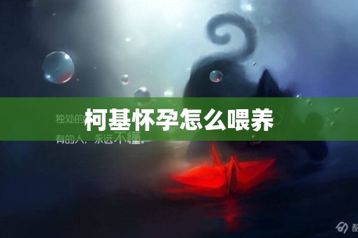 柯基懷孕怎么喂養