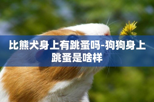 比熊犬身上有跳蚤嗎-狗狗身上跳蚤是啥樣