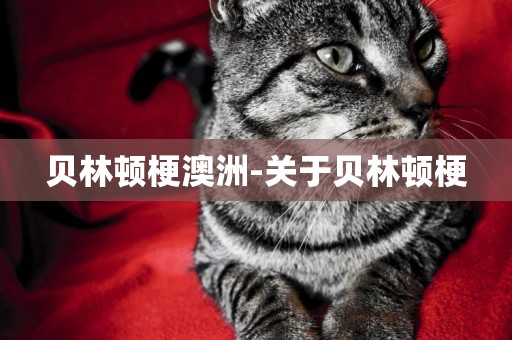 貝林頓梗澳洲-關于貝林頓梗