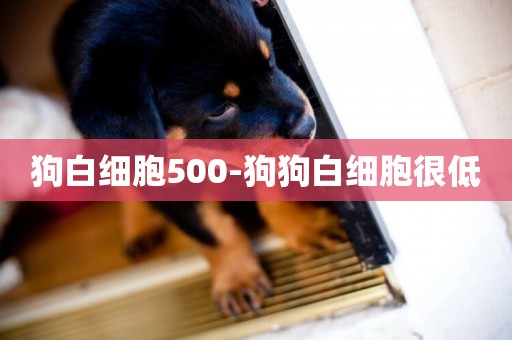 狗白細胞500-狗狗白細胞很低