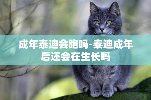 成年泰迪會跑嗎-泰迪成年后還會在生長嗎