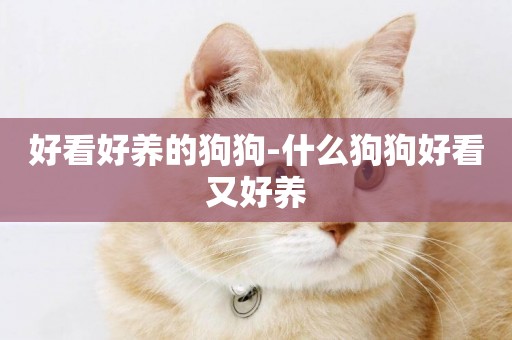 好看好養的狗狗-什么狗狗好看又好養
