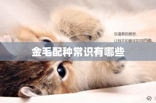 金毛配種常識有哪些