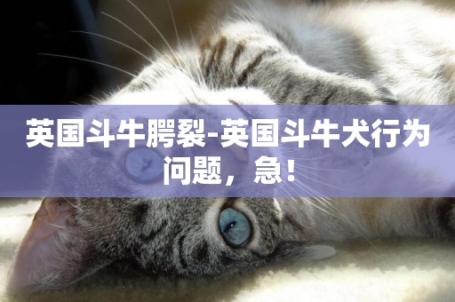 英國斗牛腭裂-英國斗牛犬行為問題，急！