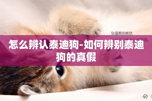 怎么辨認泰迪狗-如何辨別泰迪狗的真假