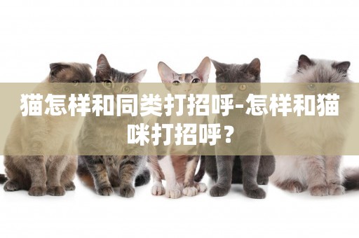 貓怎樣和同類打招呼-怎樣和貓咪打招呼？