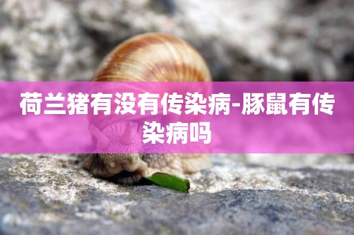 荷蘭豬有沒有傳染病-豚鼠有傳染病嗎