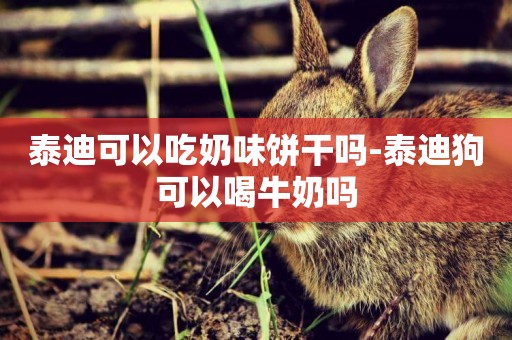 泰迪可以吃奶味餅干嗎-泰迪狗可以喝牛奶嗎