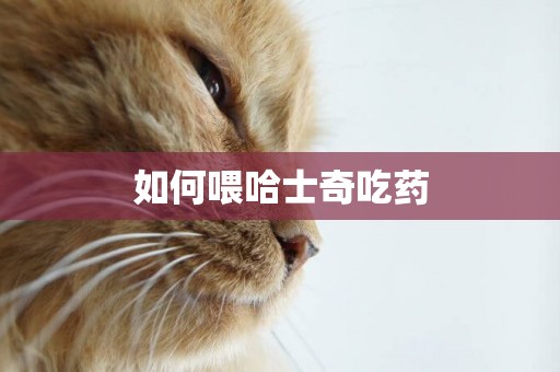 如何喂哈士奇吃藥
