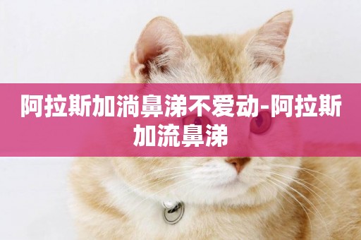 阿拉斯加淌鼻涕不愛動-阿拉斯加流鼻涕