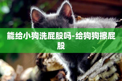 能給小狗洗屁股嗎-給狗狗擦屁股
