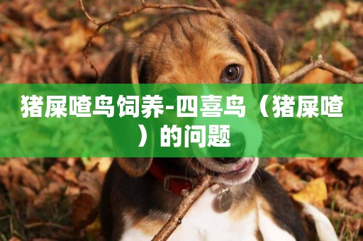 豬屎喳鳥飼養-四喜鳥（豬屎喳）的問題