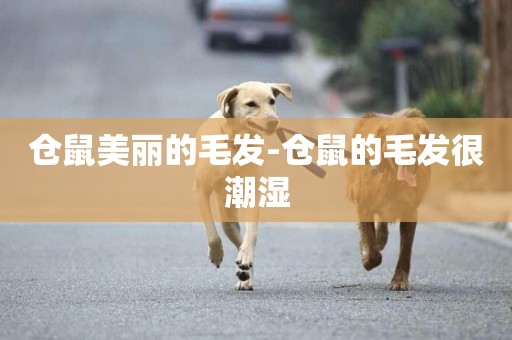 倉鼠美麗的毛發-倉鼠的毛發很潮濕