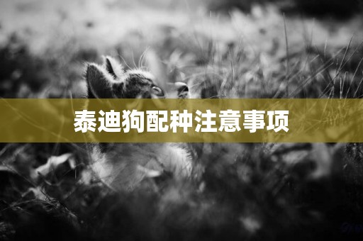 泰迪狗配種注意事項