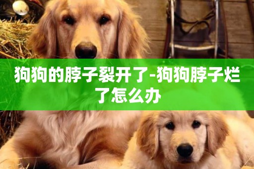 狗狗的脖子裂開了-狗狗脖子爛了怎么辦