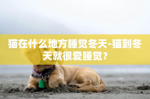 貓在什么地方睡覺冬天-貓到冬天就很愛睡覺？