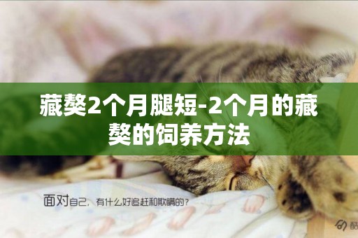 藏獒2個月腿短-2個月的藏獒的飼養方法