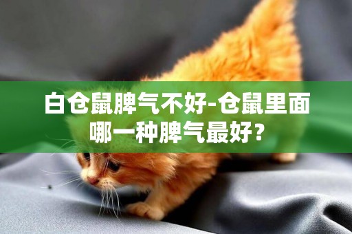 白倉鼠脾氣不好-倉鼠里面哪一種脾氣最好？