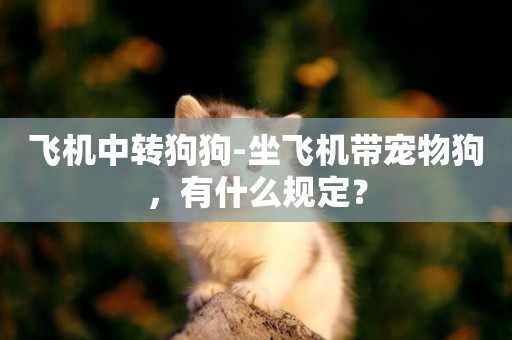 飛機中轉狗狗-坐飛機帶寵物狗，有什么規定？