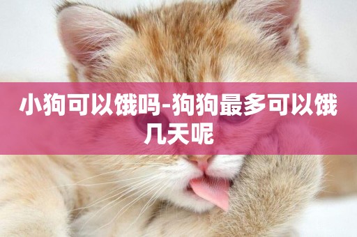 小狗可以餓嗎-狗狗最多可以餓幾天呢