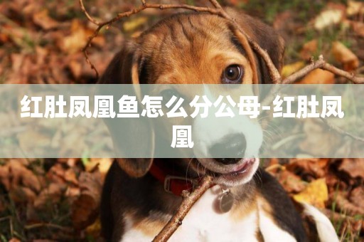 紅肚鳳凰魚怎么分公母-紅肚鳳凰