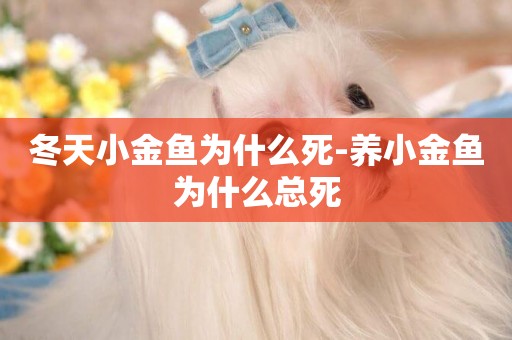 冬天小金魚為什么死-養小金魚為什么總死