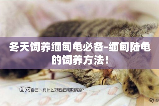 冬天飼養緬甸龜必備-緬甸陸龜的飼養方法！